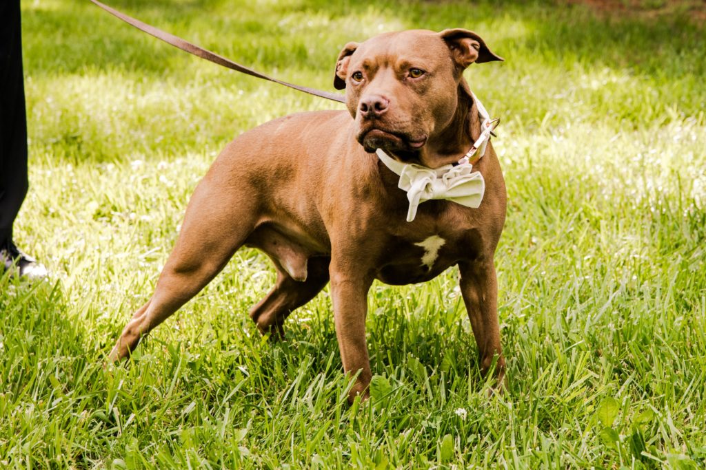 A photo of a brown pit bull with a green bowtie on.