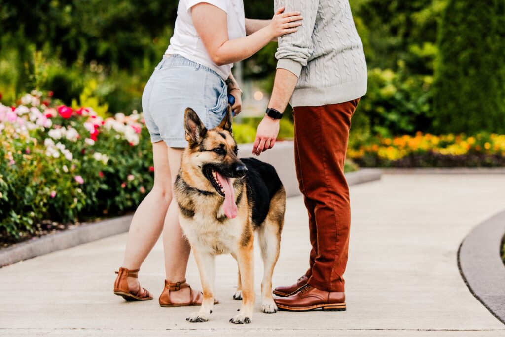 German shepherd between the legs of his owner during engagement photos while they kiss in Cincinnati